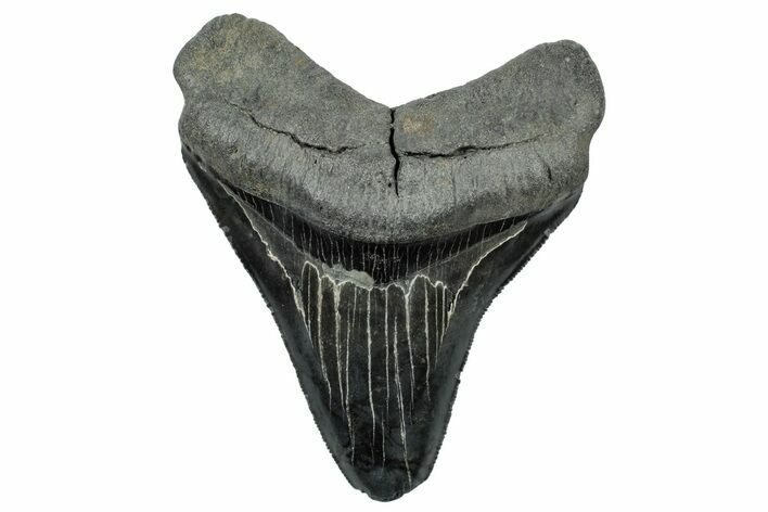 Serrated, Fossil Megalodon Tooth - South Carolina #300228